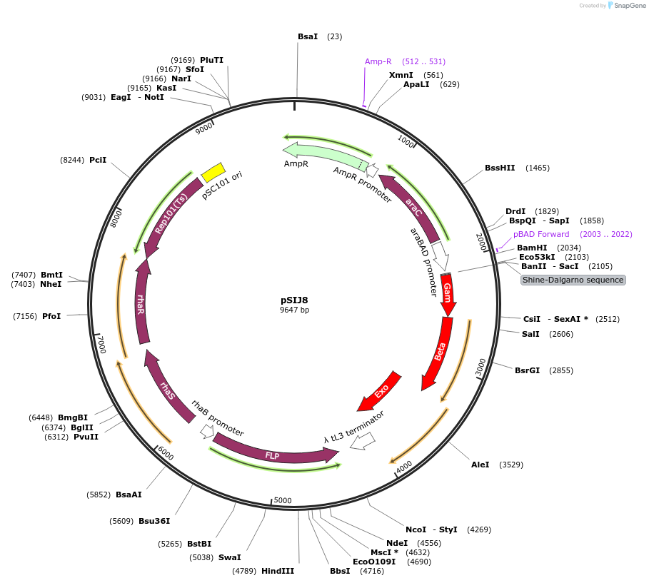 68122-plasmid-map-sequence-id-243302