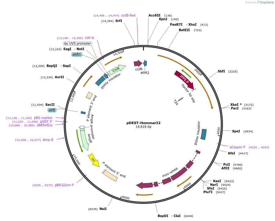 112815-plasmid-map-sequence-id-243308