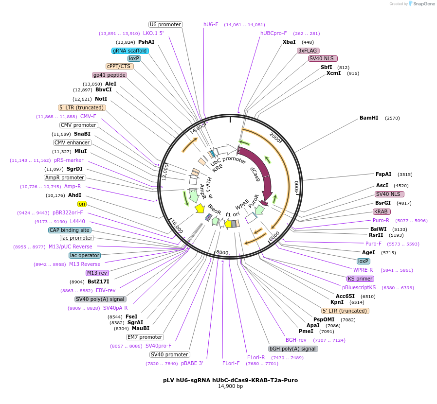 71236-plasmid-map-sequence-id-243314