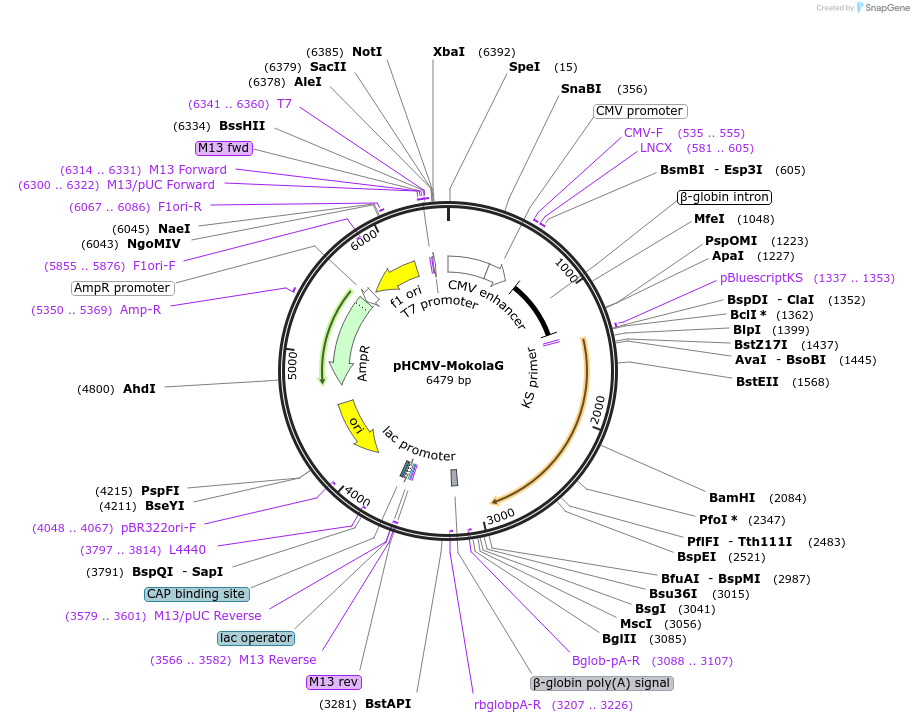 15811-plasmid-map-sequence-id-243315