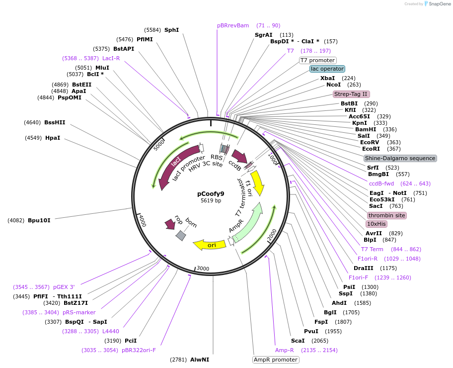 122004-plasmid-map-sequence-id-243316