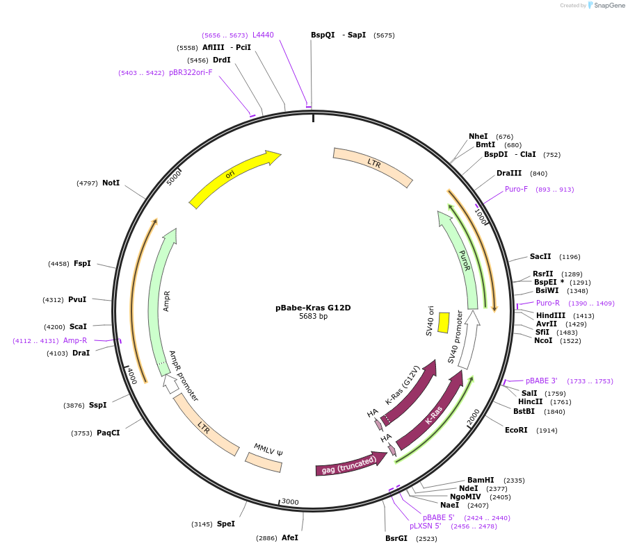 58902-plasmid-map-sequence-id-243323