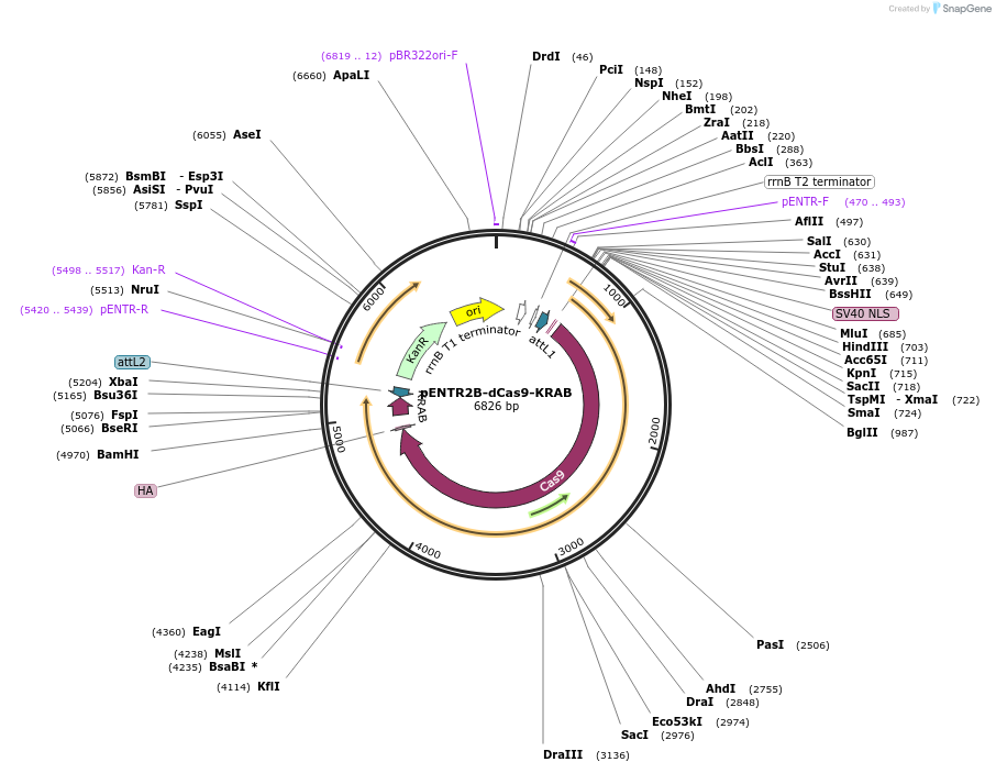 115547-plasmid-map-sequence-id-243348