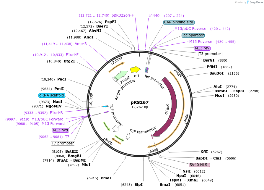 122380-plasmid-map-sequence-id-243382