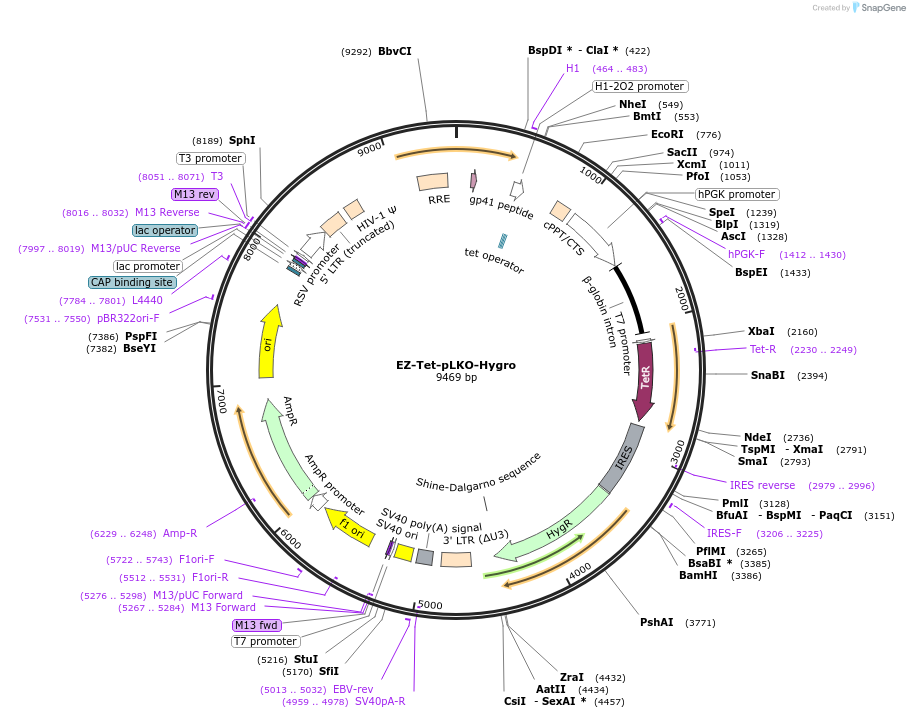 85972-plasmid-map-sequence-id-243394