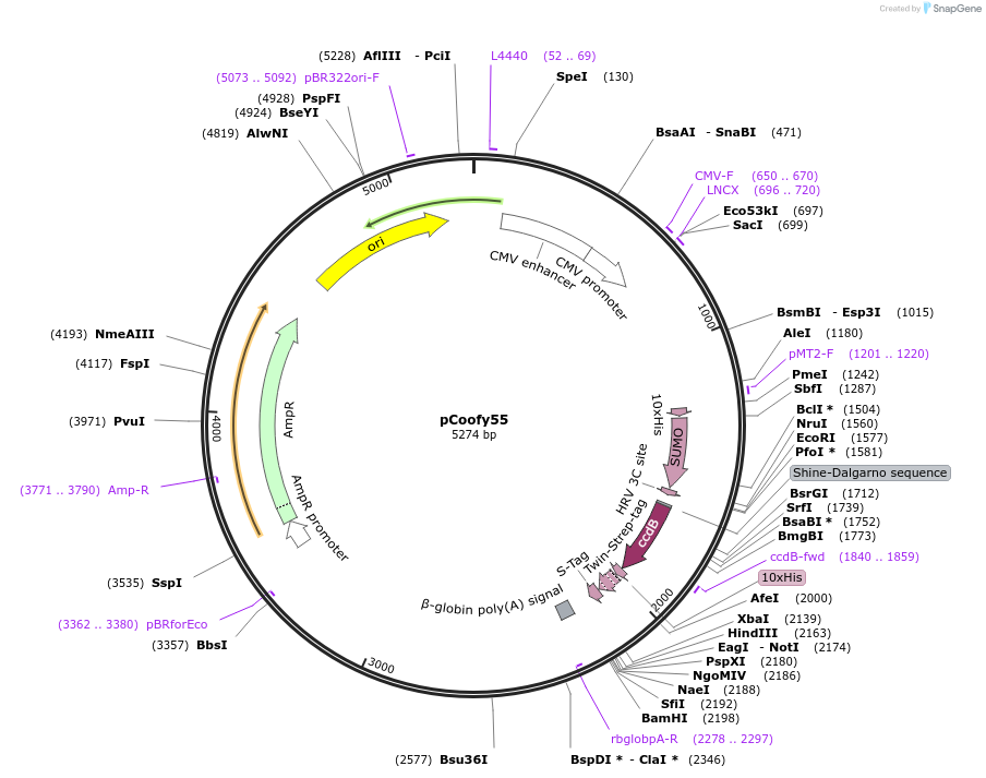 122007-plasmid-map-sequence-id-243400