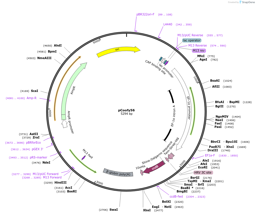 122008-plasmid-map-sequence-id-243401