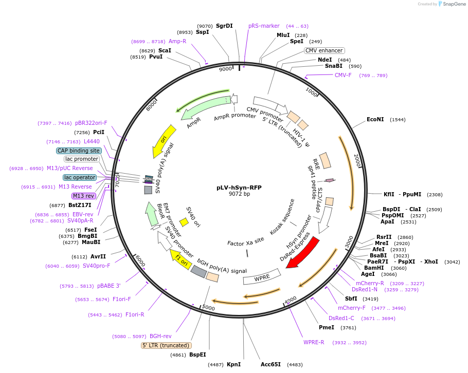 22909-plasmid-map-sequence-id-243405