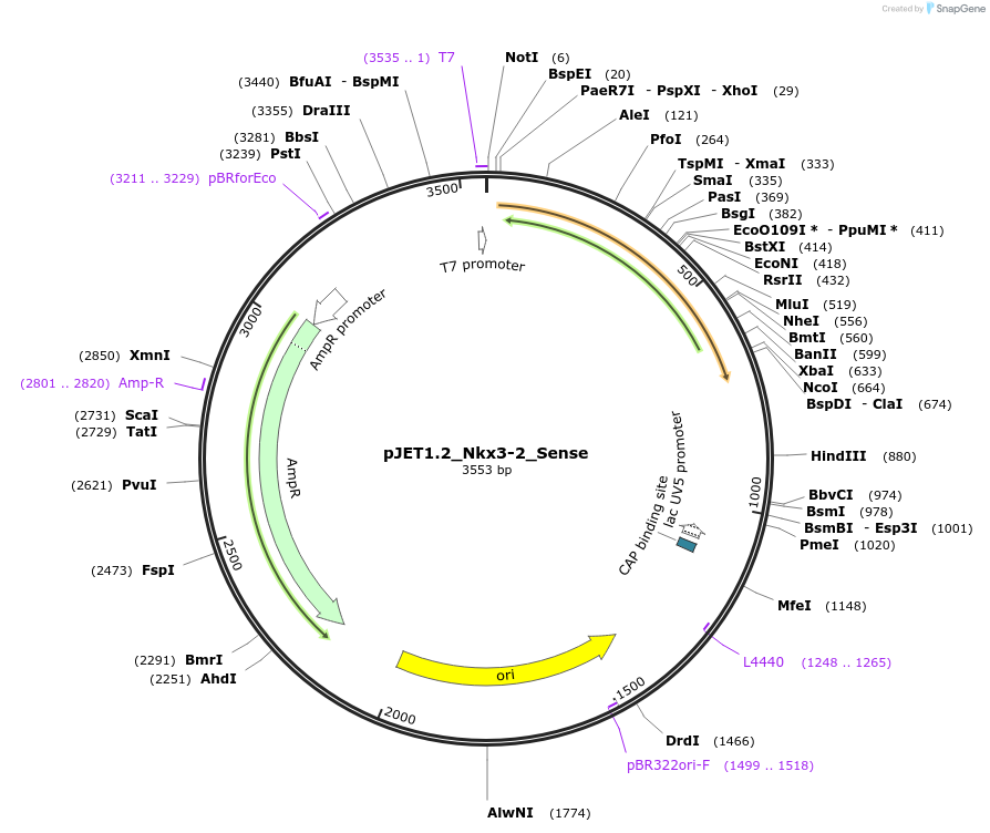 124437-plasmid-map-sequence-id-243532