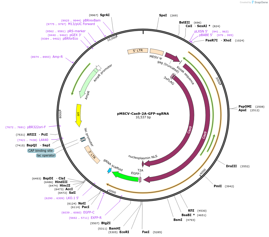 124889-plasmid-map-sequence-id-243533