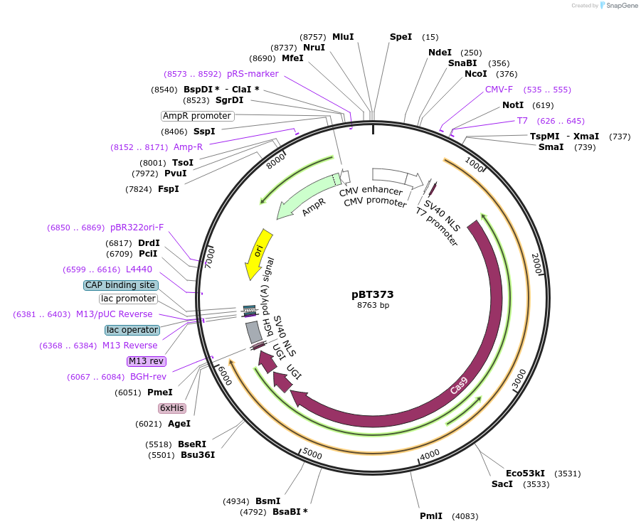 125614-plasmid-map-sequence-id-243536