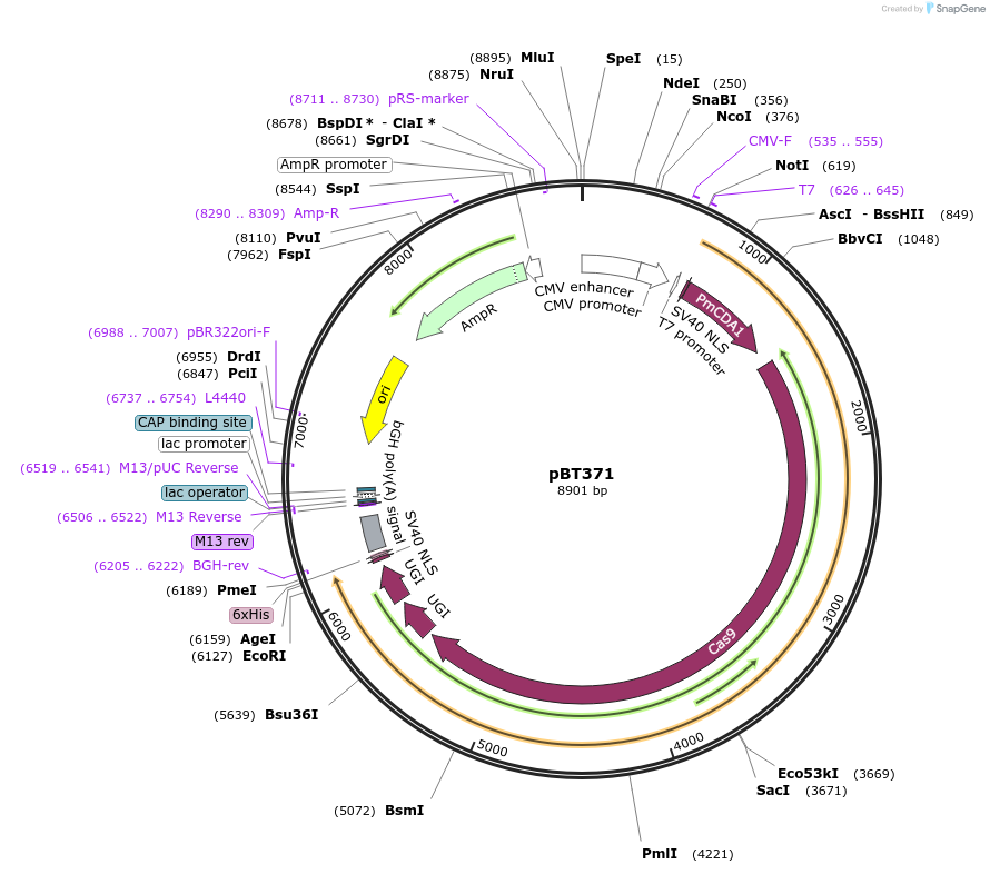 125612-plasmid-map-sequence-id-243539