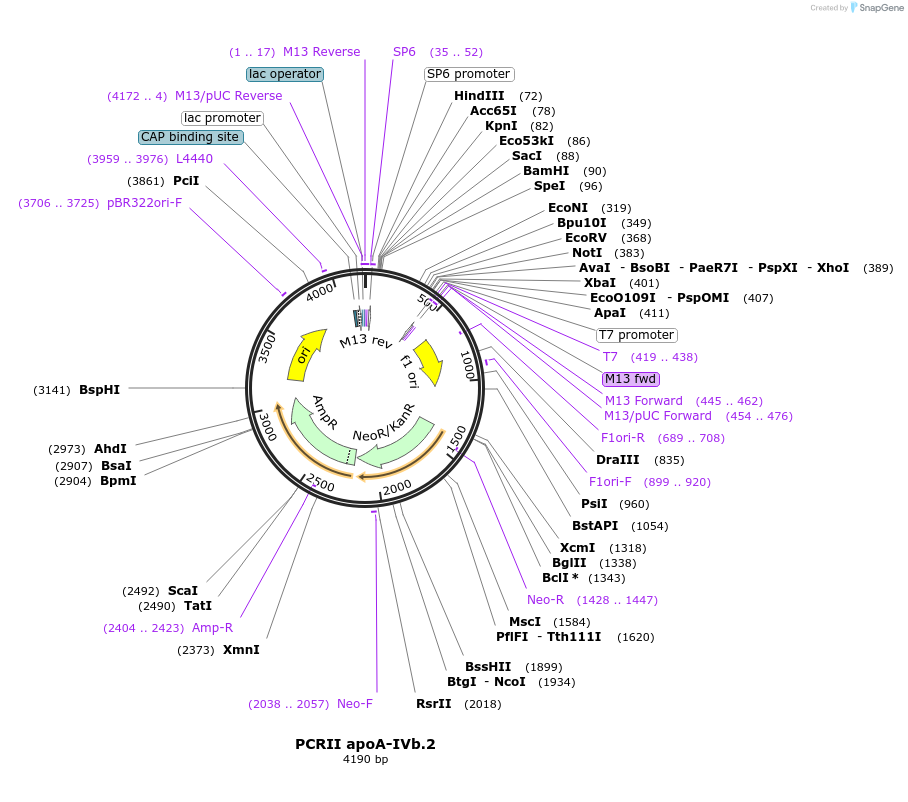 121904-plasmid-map-sequence-id-243549