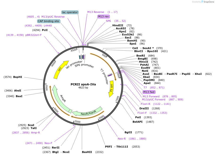 121902-plasmid-map-sequence-id-243557
