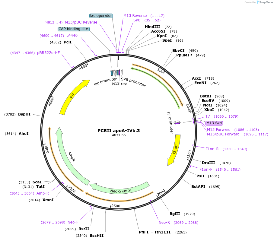 121905-plasmid-map-sequence-id-243561