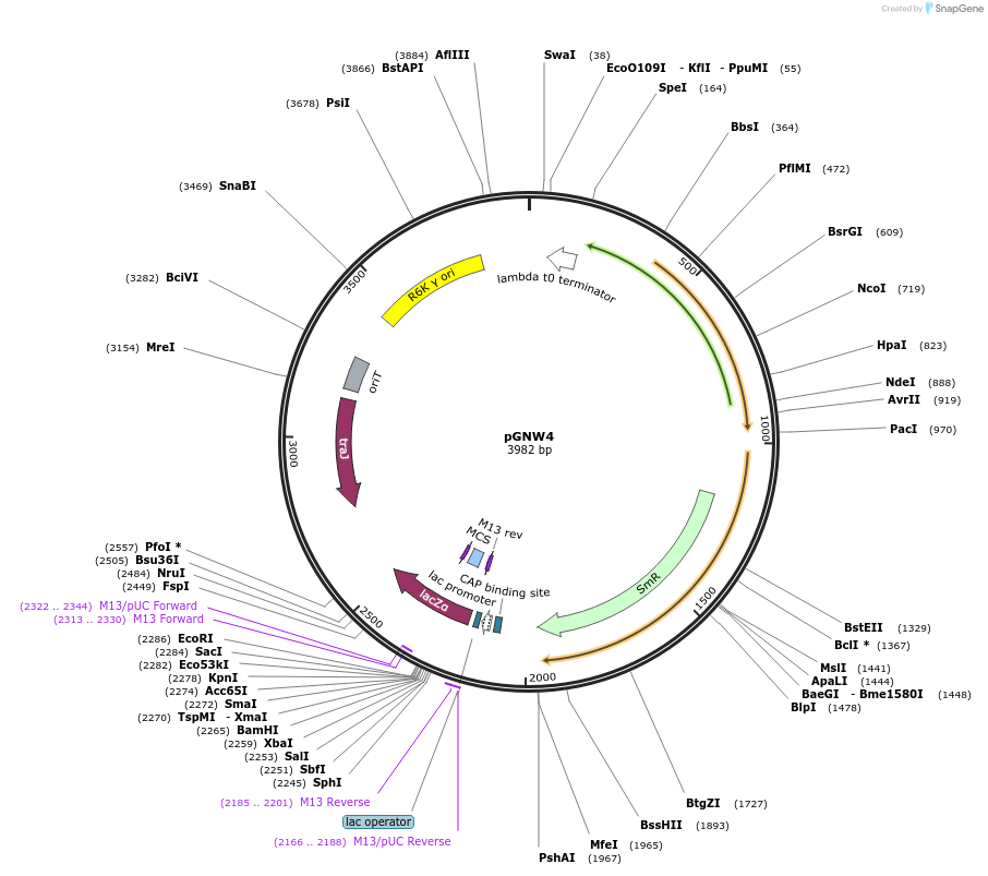 122088-plasmid-map-sequence-id-243562