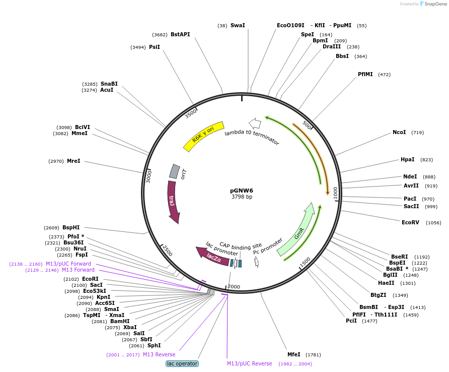122093-plasmid-map-sequence-id-243567