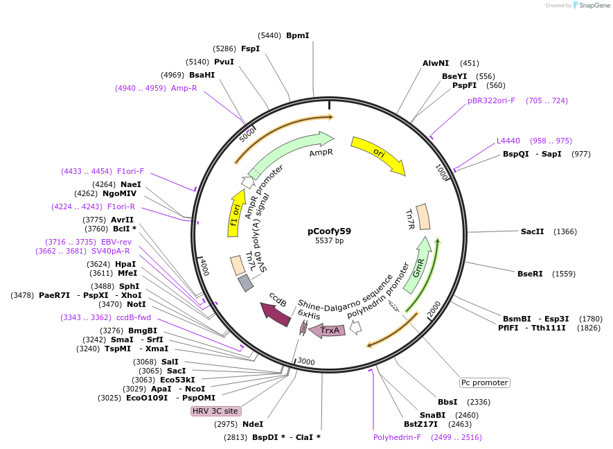122011-plasmid-map-sequence-id-243581