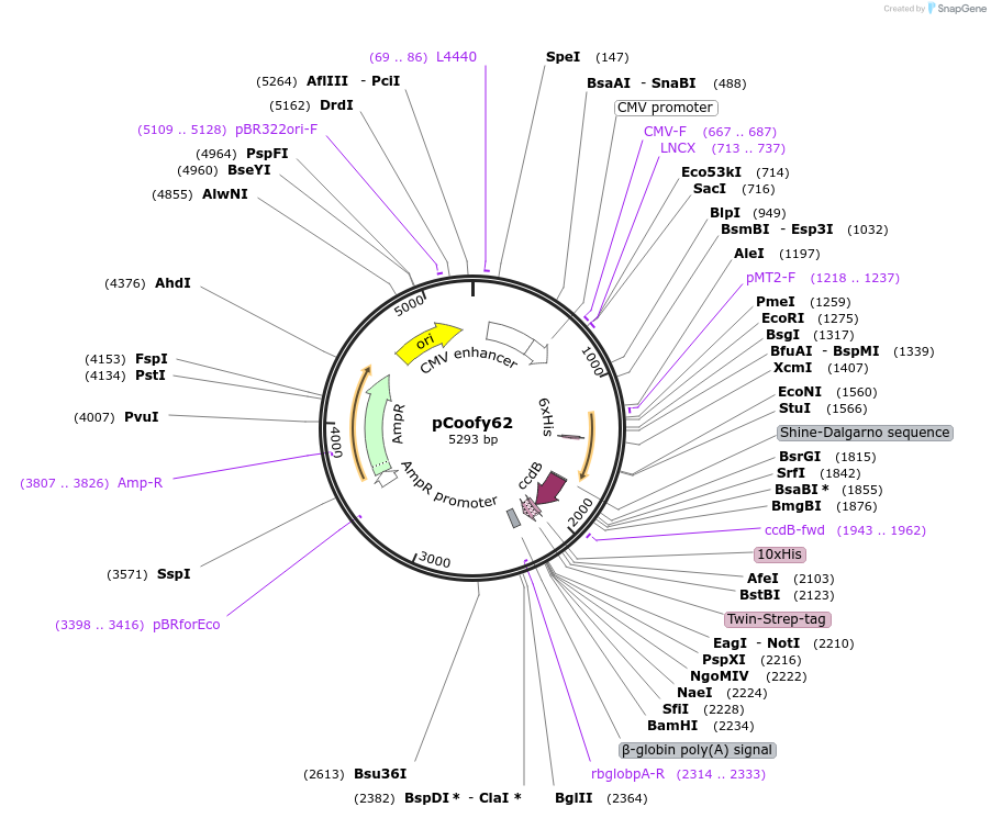 122014-plasmid-map-sequence-id-243584