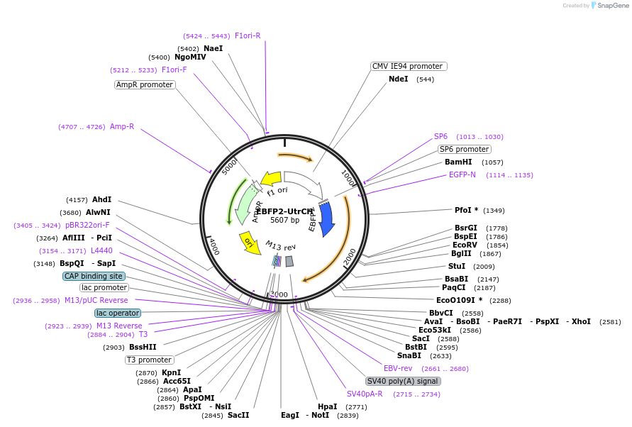 124656-plasmid-map-sequence-id-243585