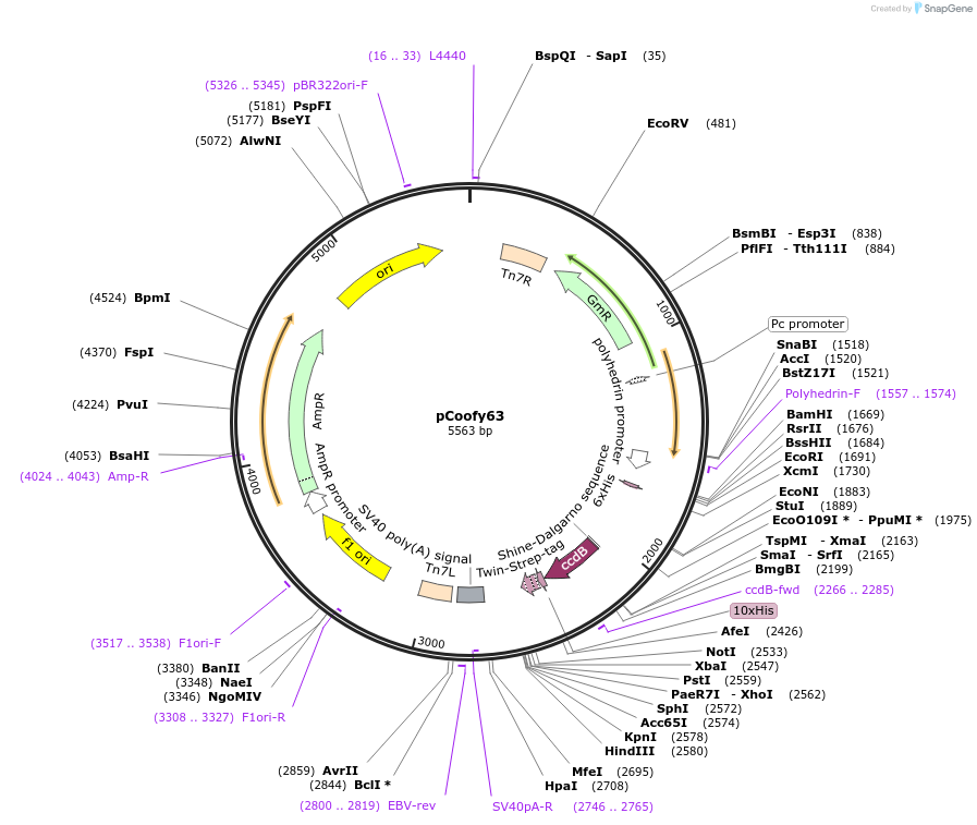 122015-plasmid-map-sequence-id-243586
