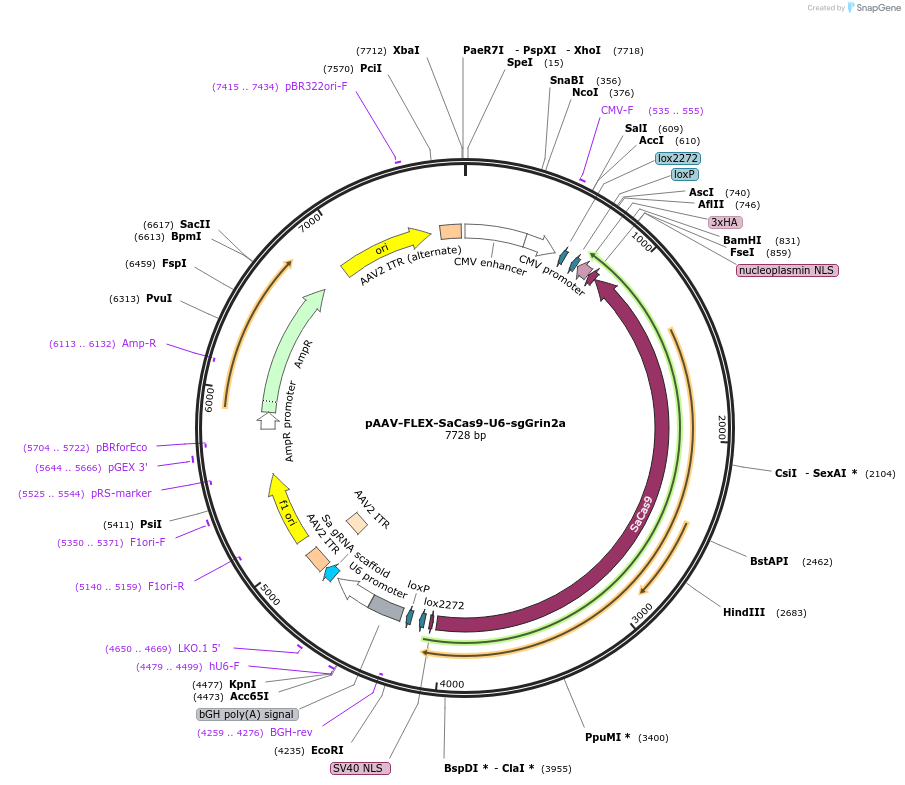 124850-plasmid-map-sequence-id-243588