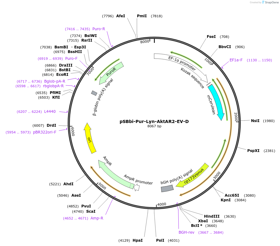 125200-plasmid-map-sequence-id-243591
