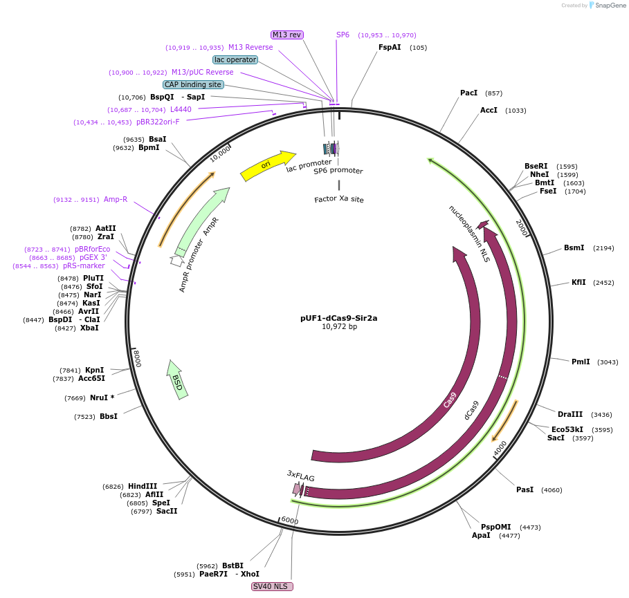 122510-plasmid-map-sequence-id-243592