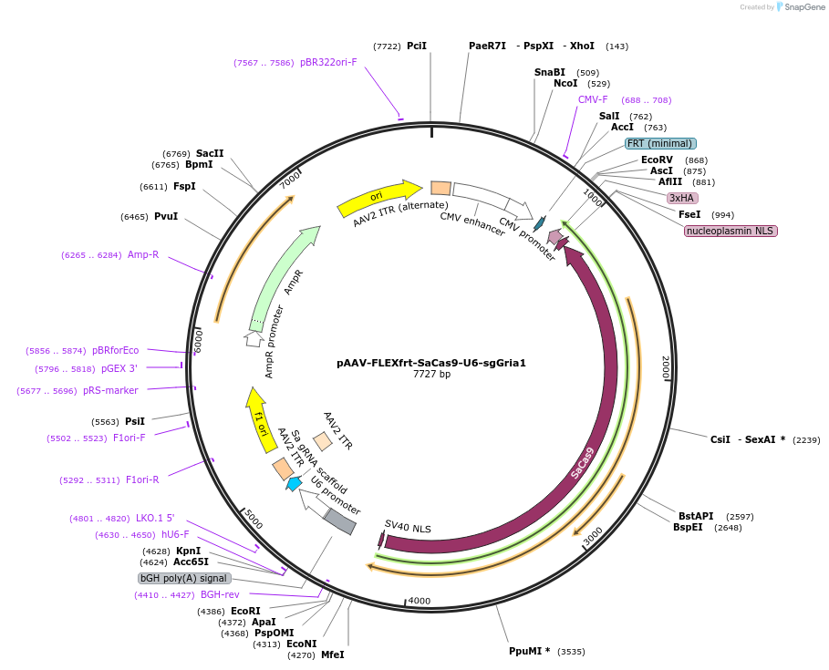 124867-plasmid-map-sequence-id-243593