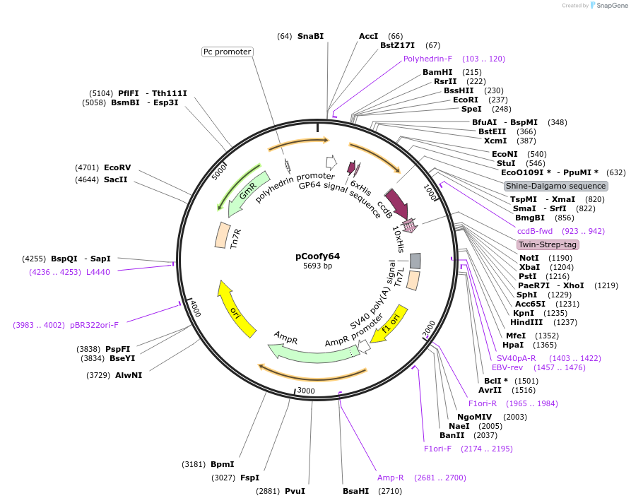 122016-plasmid-map-sequence-id-243594
