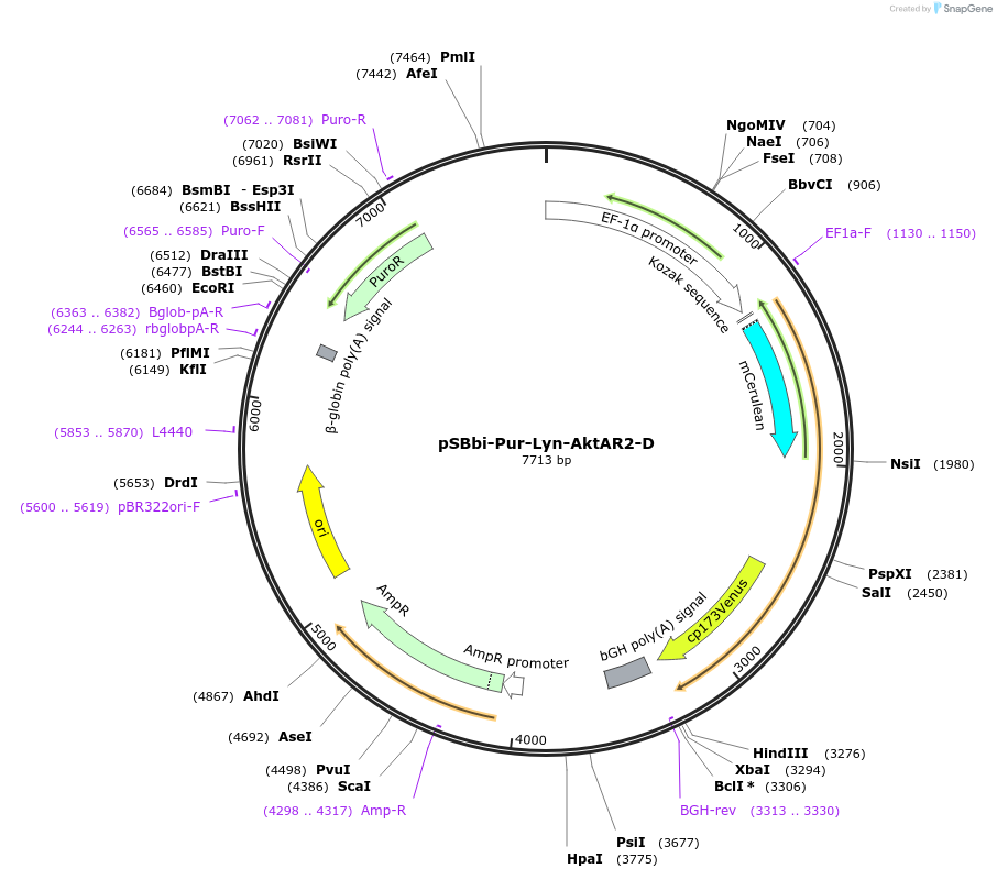 125198-plasmid-map-sequence-id-243596