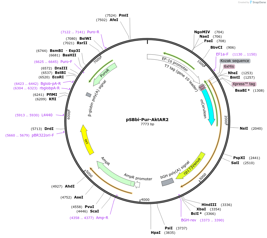 125195-plasmid-map-sequence-id-243600