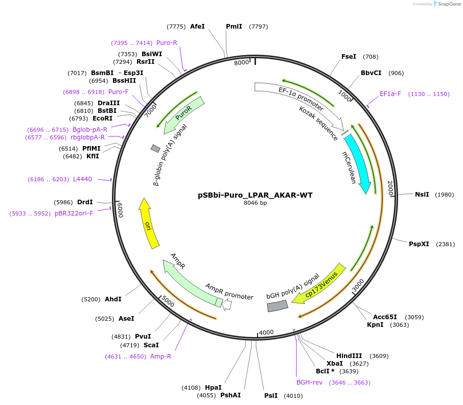 125206-plasmid-map-sequence-id-243604