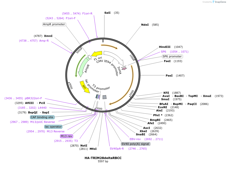 124953-plasmid-map-sequence-id-243609