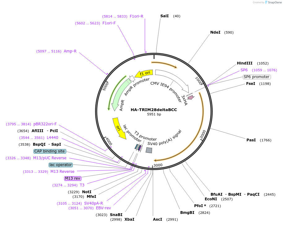 124954-plasmid-map-sequence-id-243625