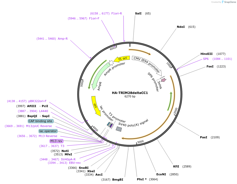 124955-plasmid-map-sequence-id-243627