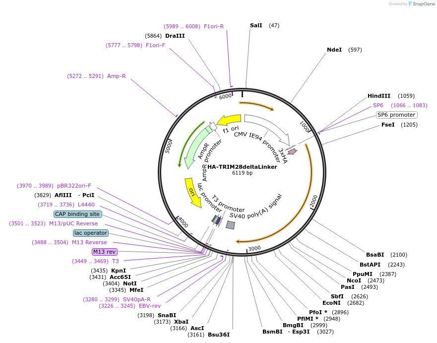 124958-plasmid-map-sequence-id-243630