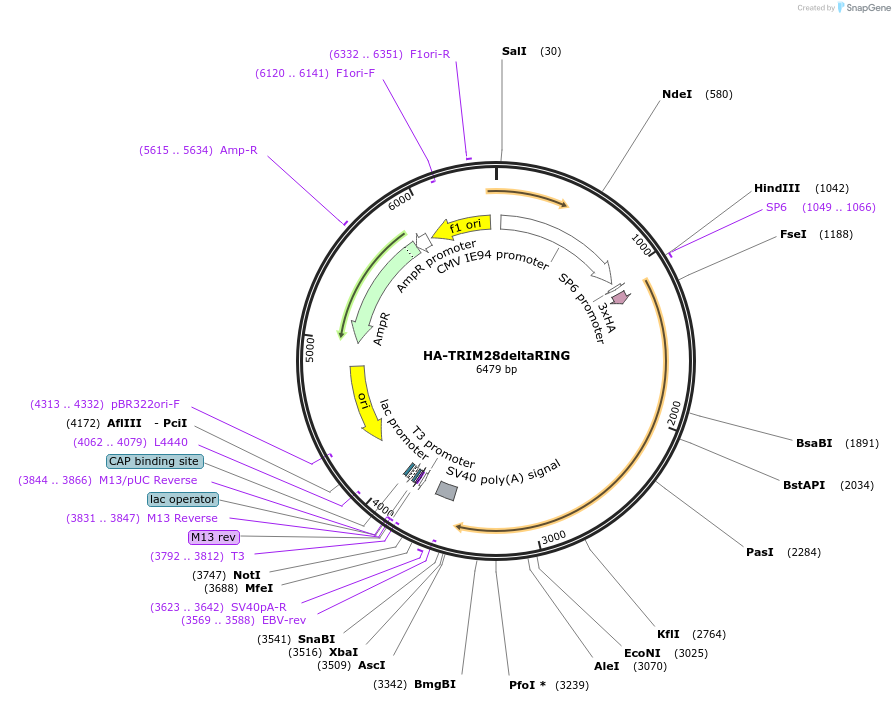 124952-plasmid-map-sequence-id-243631