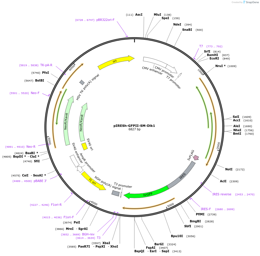 108932-plasmid-map-sequence-id-243672