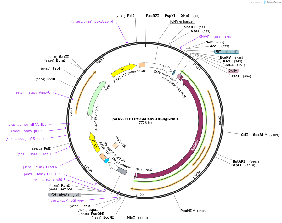 124869-plasmid-map-sequence-id-243677