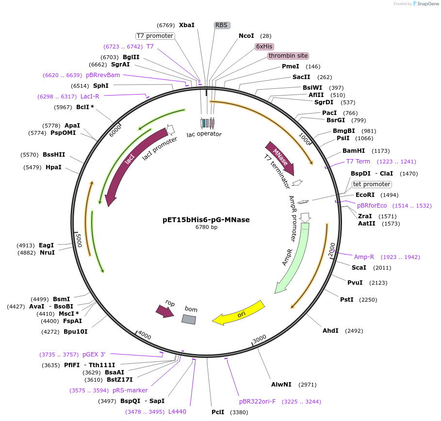124886-plasmid-map-sequence-id-243685
