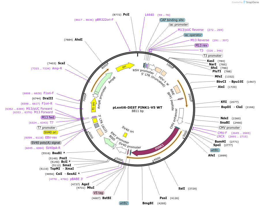 13320-plasmid-map-sequence-id-243686