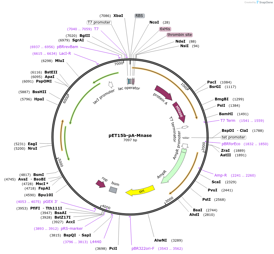 124883-plasmid-map-sequence-id-243687