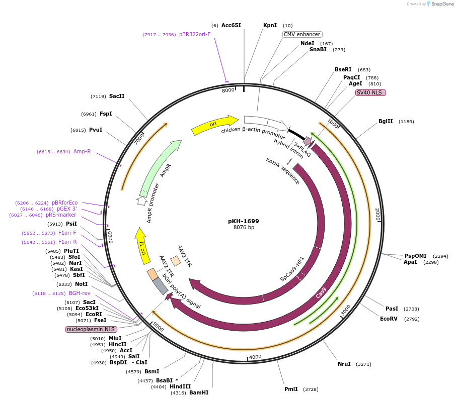 124227-plasmid-map-sequence-id-243688