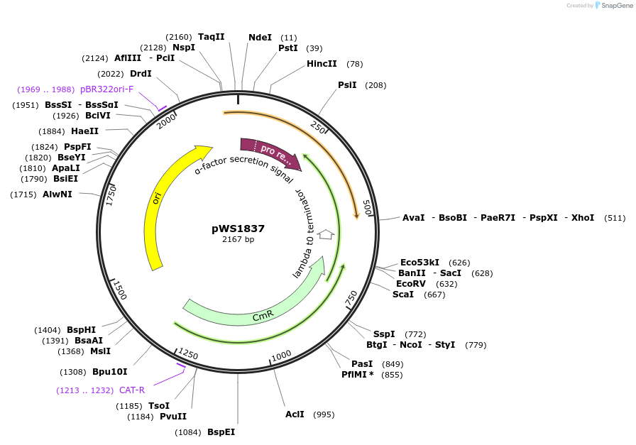 123058-plasmid-map-sequence-id-243689