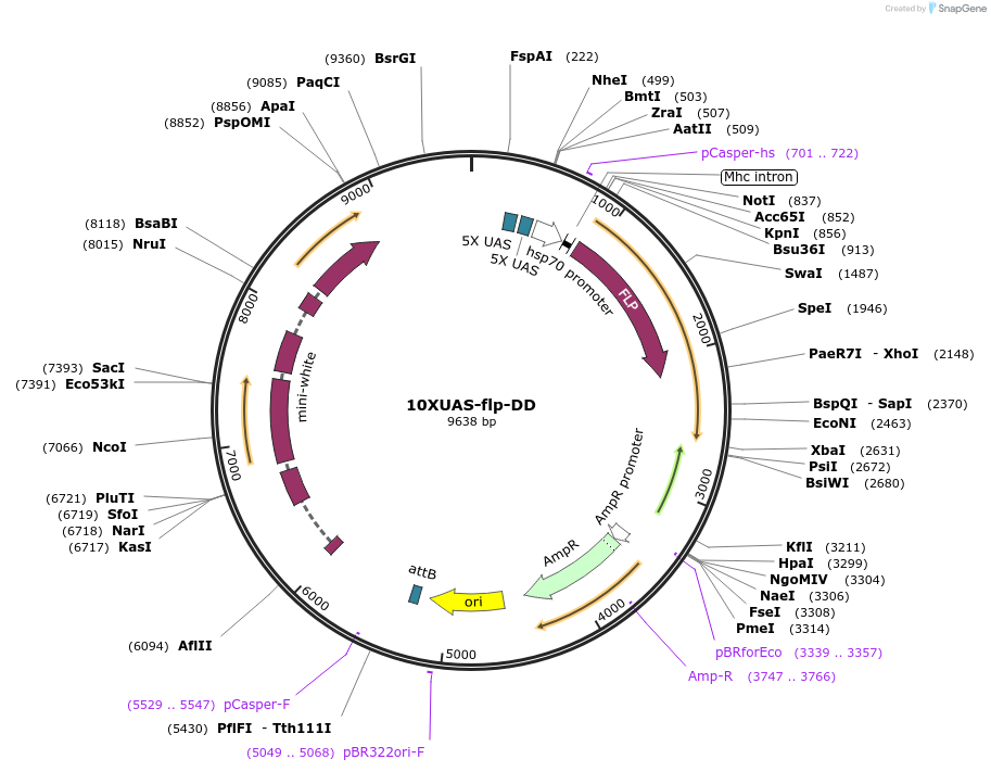 124777-plasmid-map-sequence-id-243690