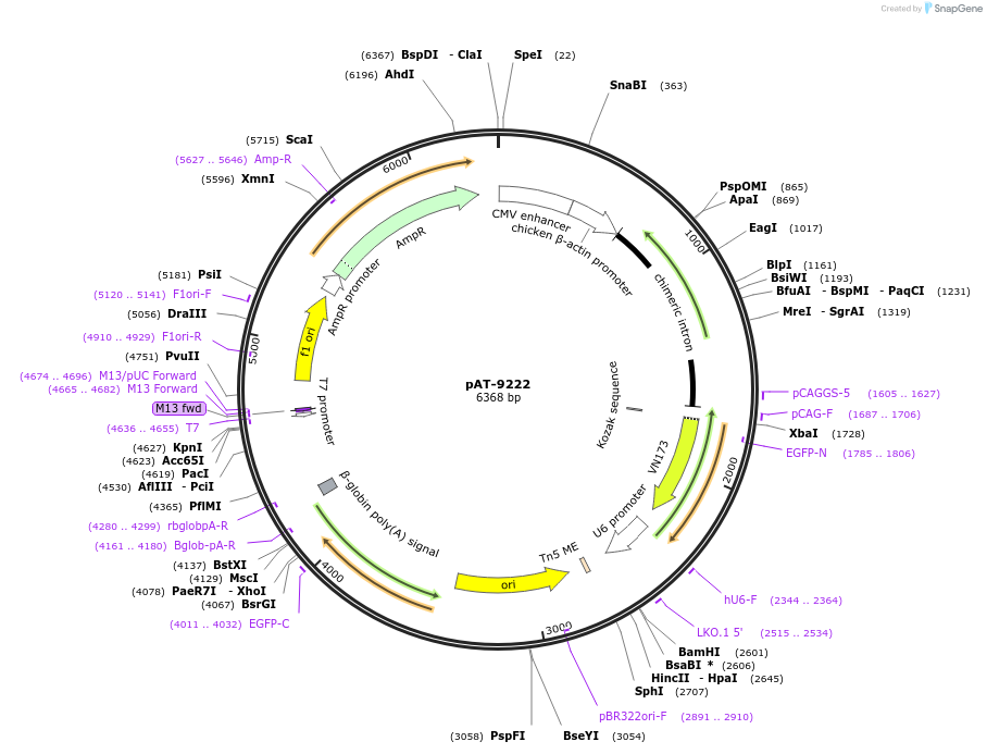 124222-plasmid-map-sequence-id-243693