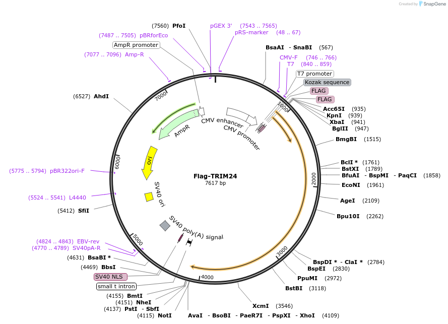 28138-plasmid-map-sequence-id-243702