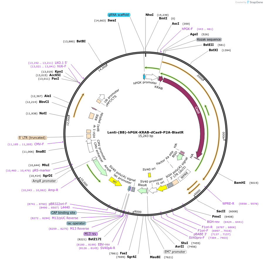 118155-plasmid-map-sequence-id-243704
