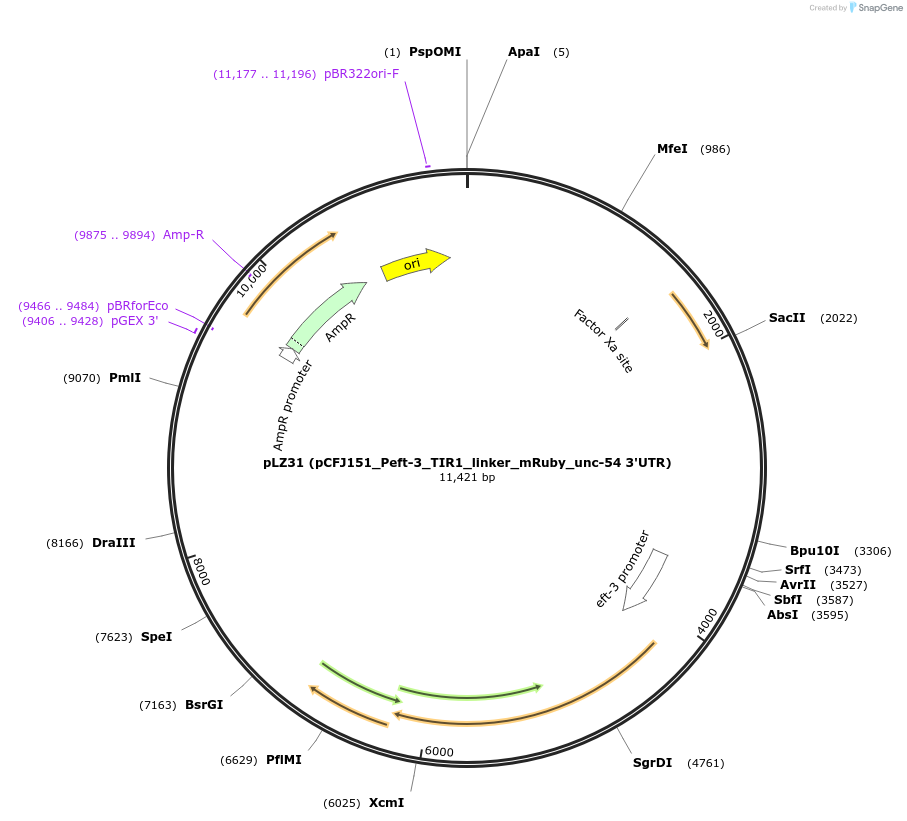 71720-plasmid-map-sequence-id-243709